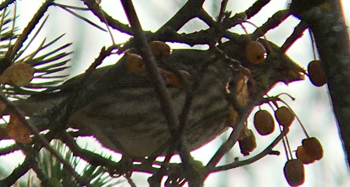 Purple Finch - ML644571495