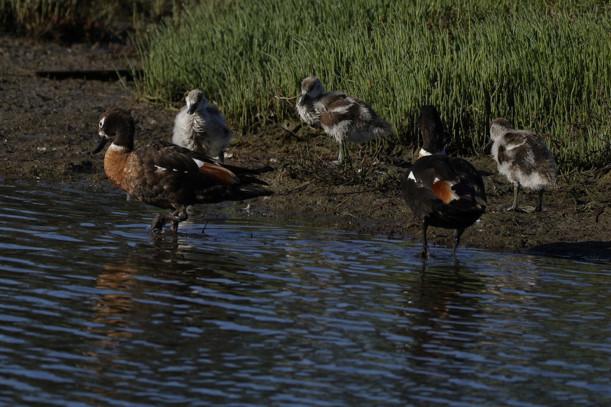 Галагаз австралійський - ML644571496