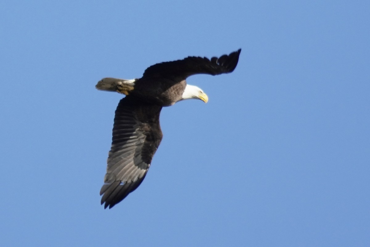 Bald Eagle - ML644571498