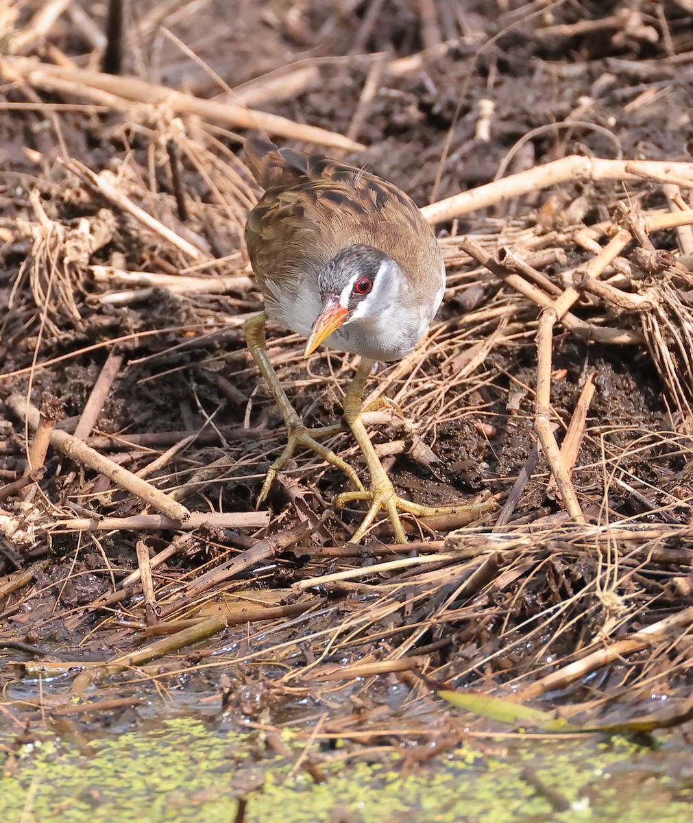 White-browed Crake - ML644571500