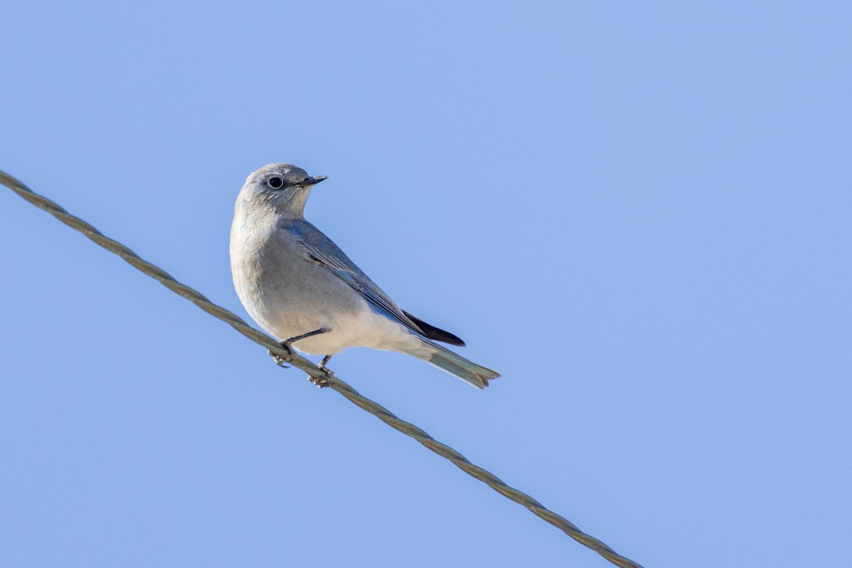 Mountain Bluebird - ML644571505
