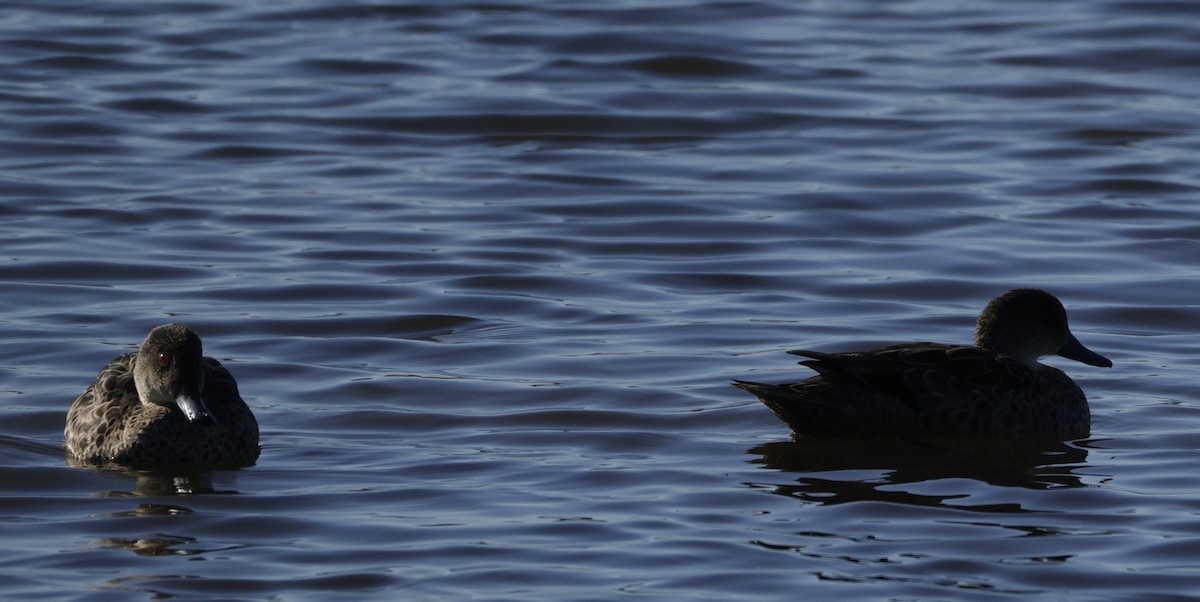 ハイイロコガモ - ML644571506