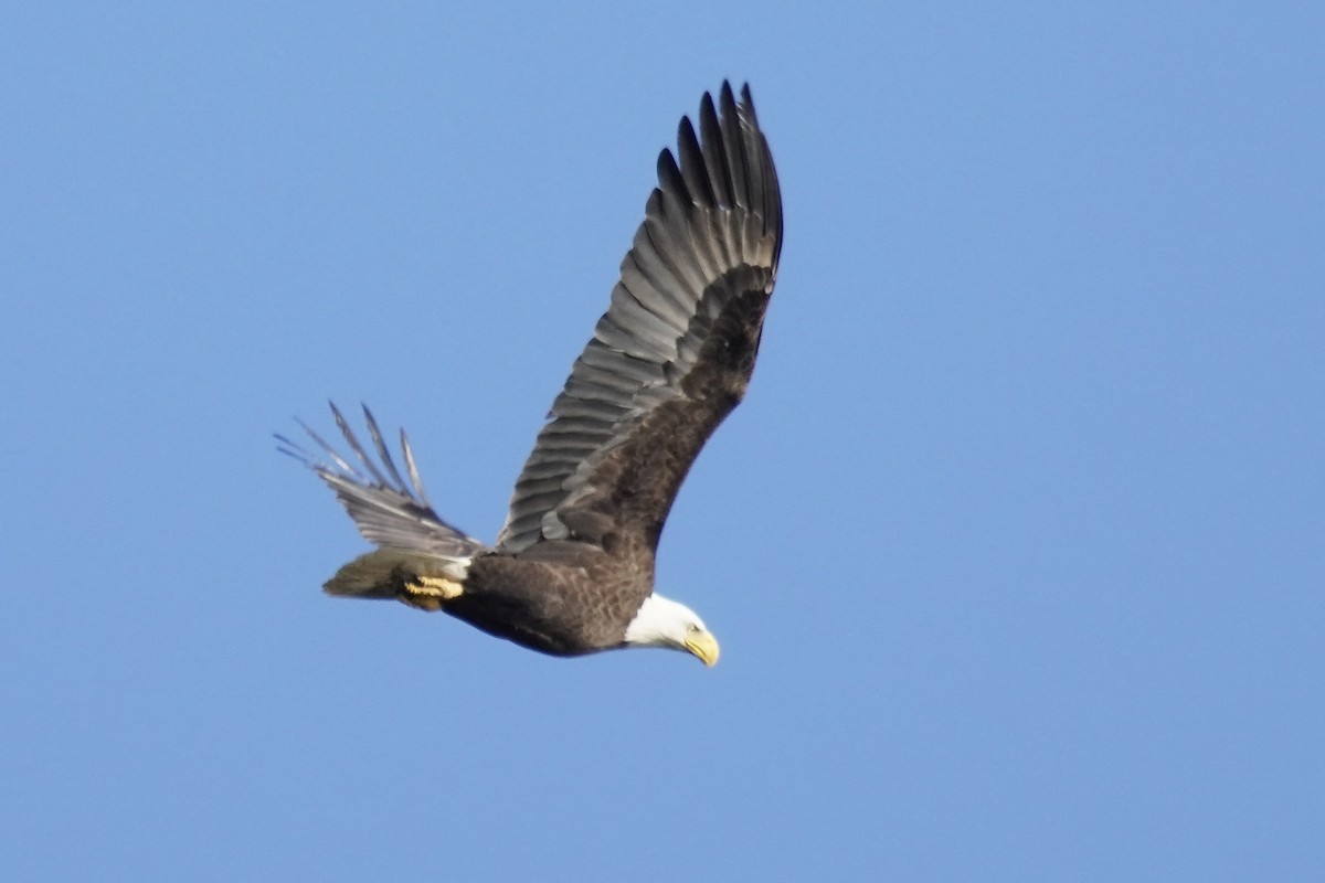 Bald Eagle - ML644571508