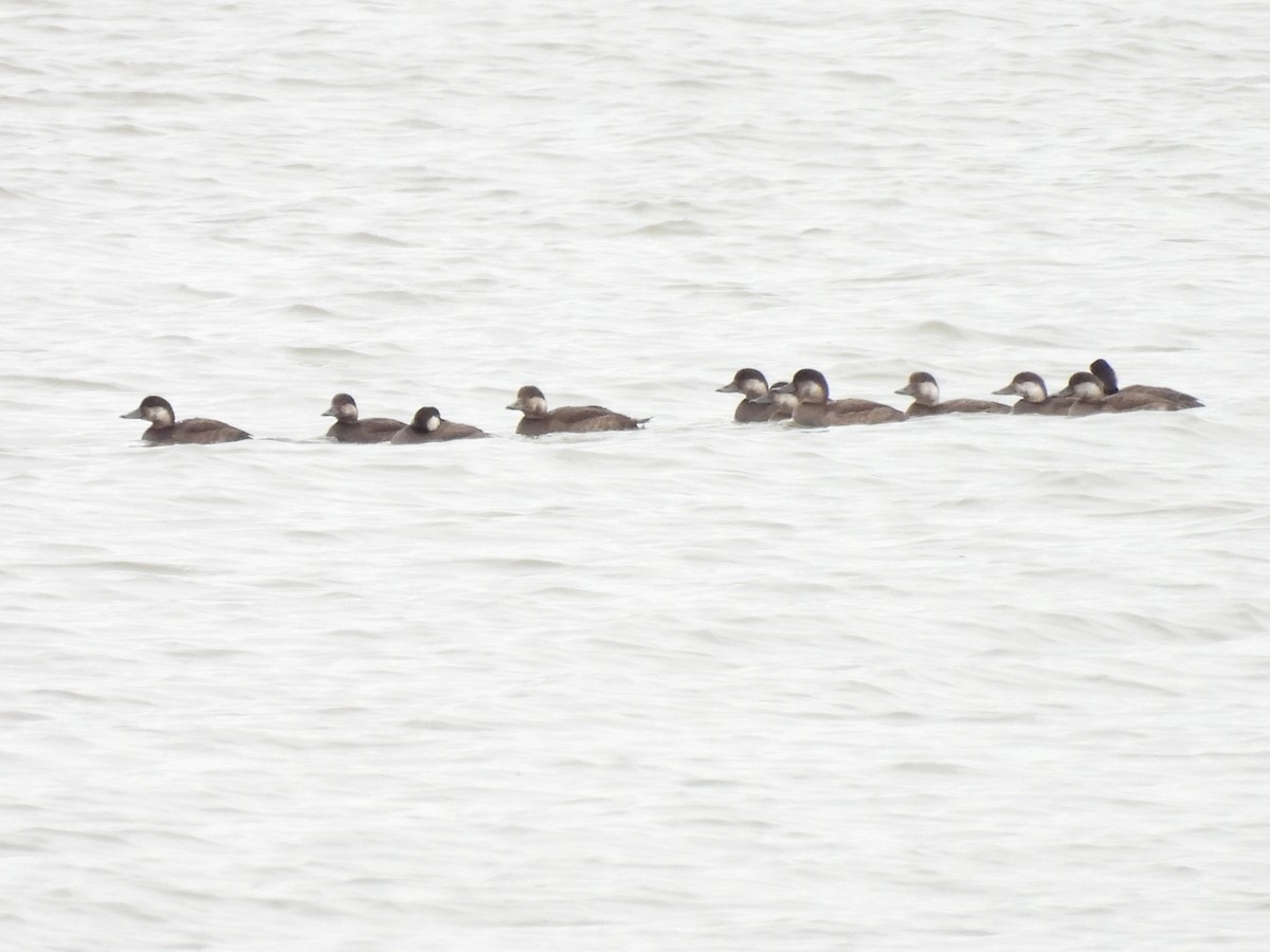 Black Scoter - ML644571509