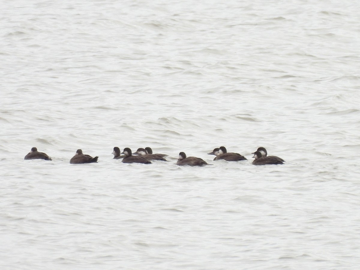 Black Scoter - ML644571510