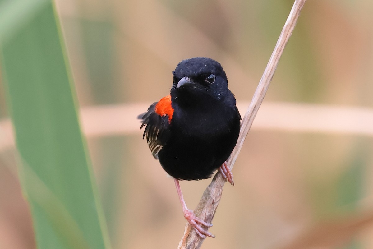 Red-backed Fairywren - ML644571517