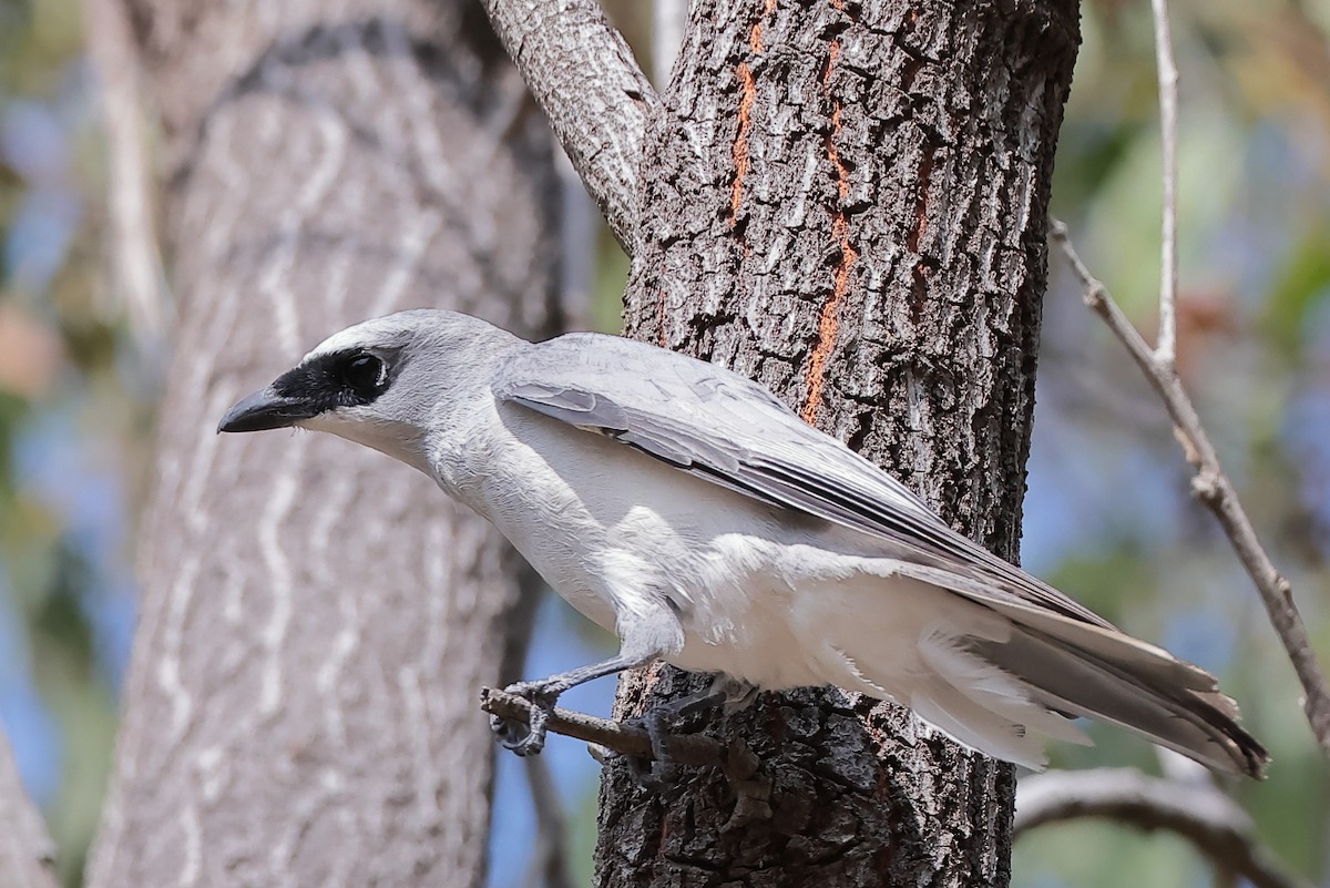 White-bellied Cuckooshrike - ML644571524