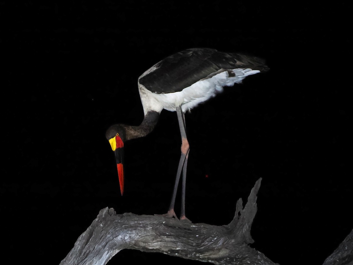 Sattelstorch - ML644571525