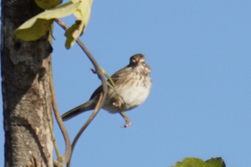 Vesper Sparrow - ML644571526