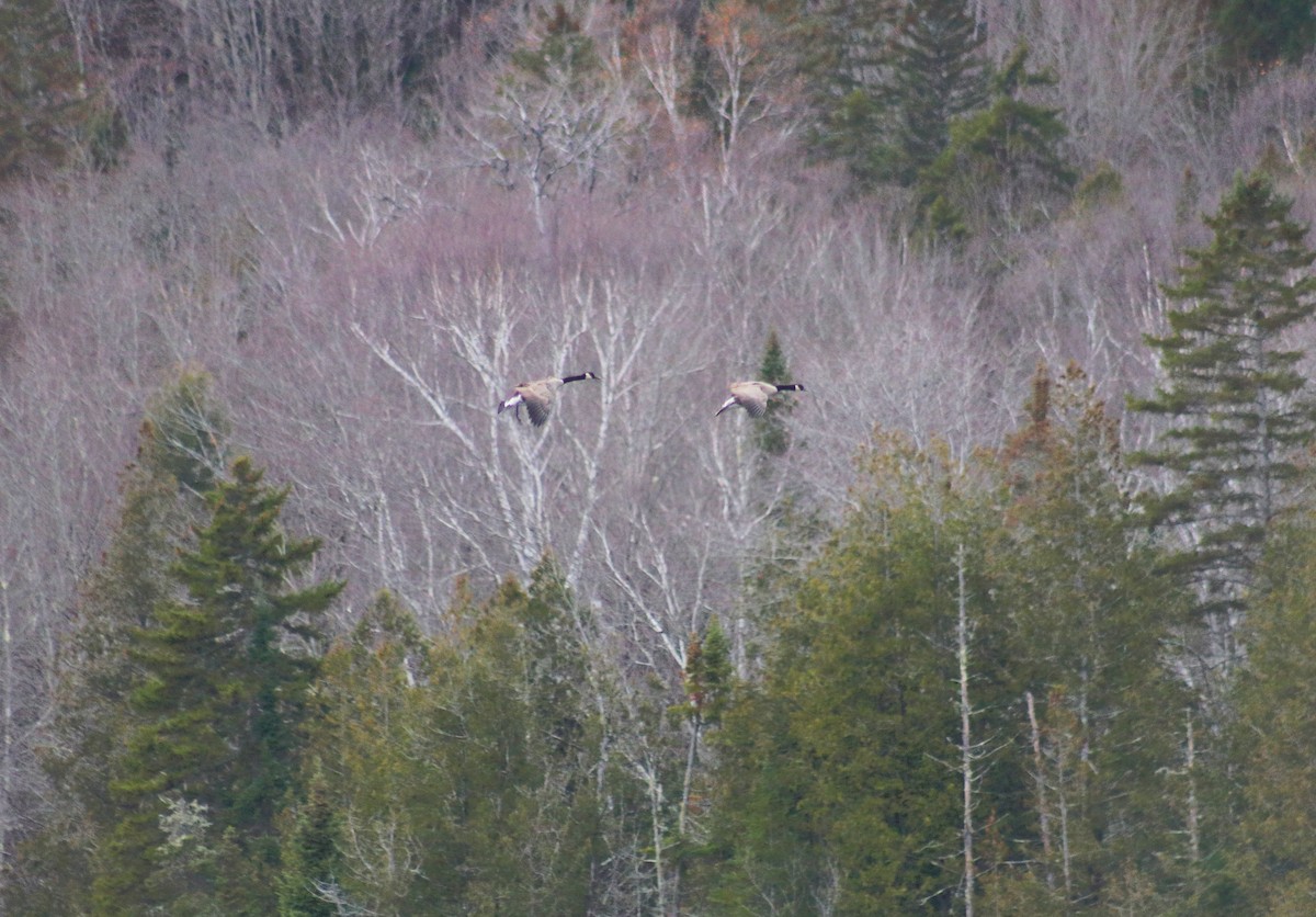 berneška velká - ML644571527