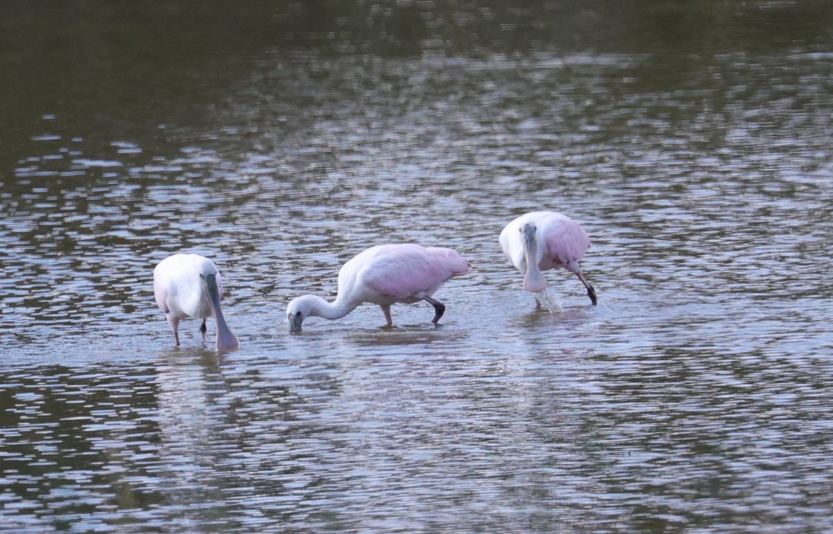 Roseate Spoonbill - ML644571532