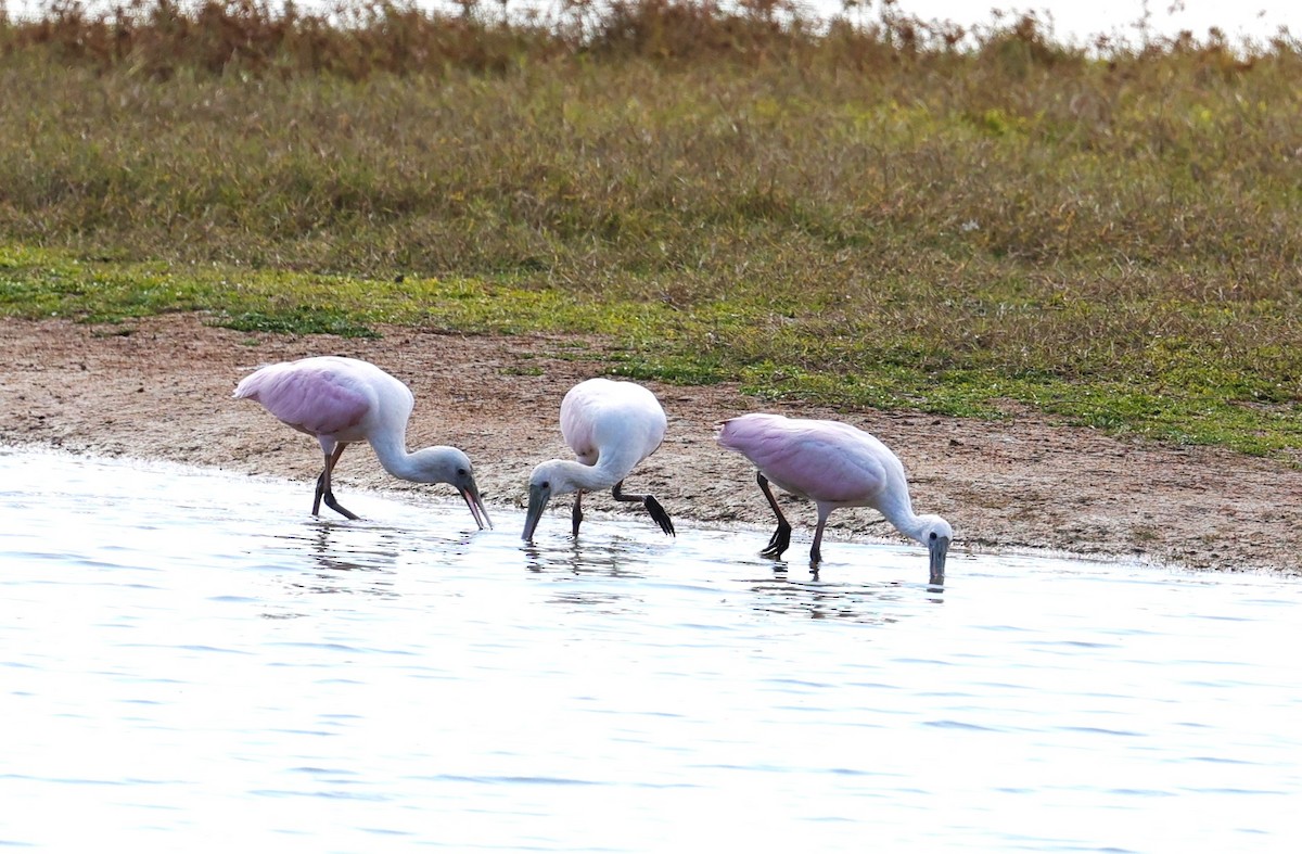 Roseate Spoonbill - ML644571533