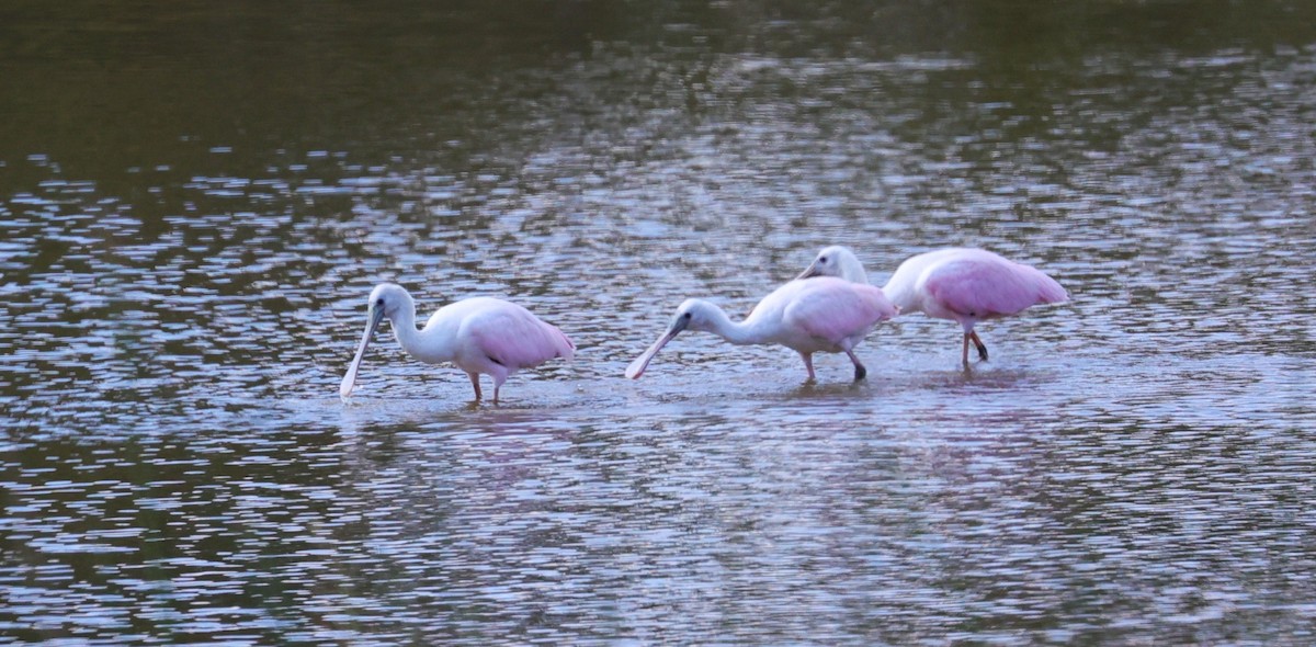Roseate Spoonbill - ML644571534