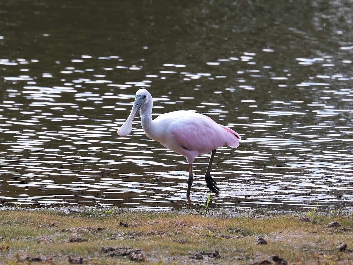 Roseate Spoonbill - ML644571535