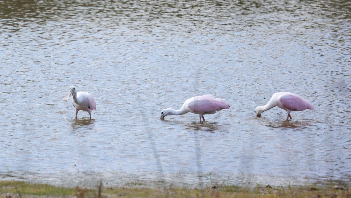 Roseate Spoonbill - ML644571536