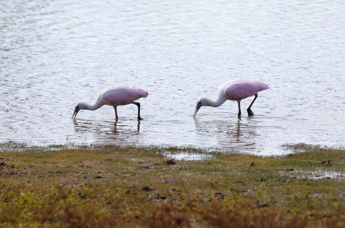 Roseate Spoonbill - ML644571537