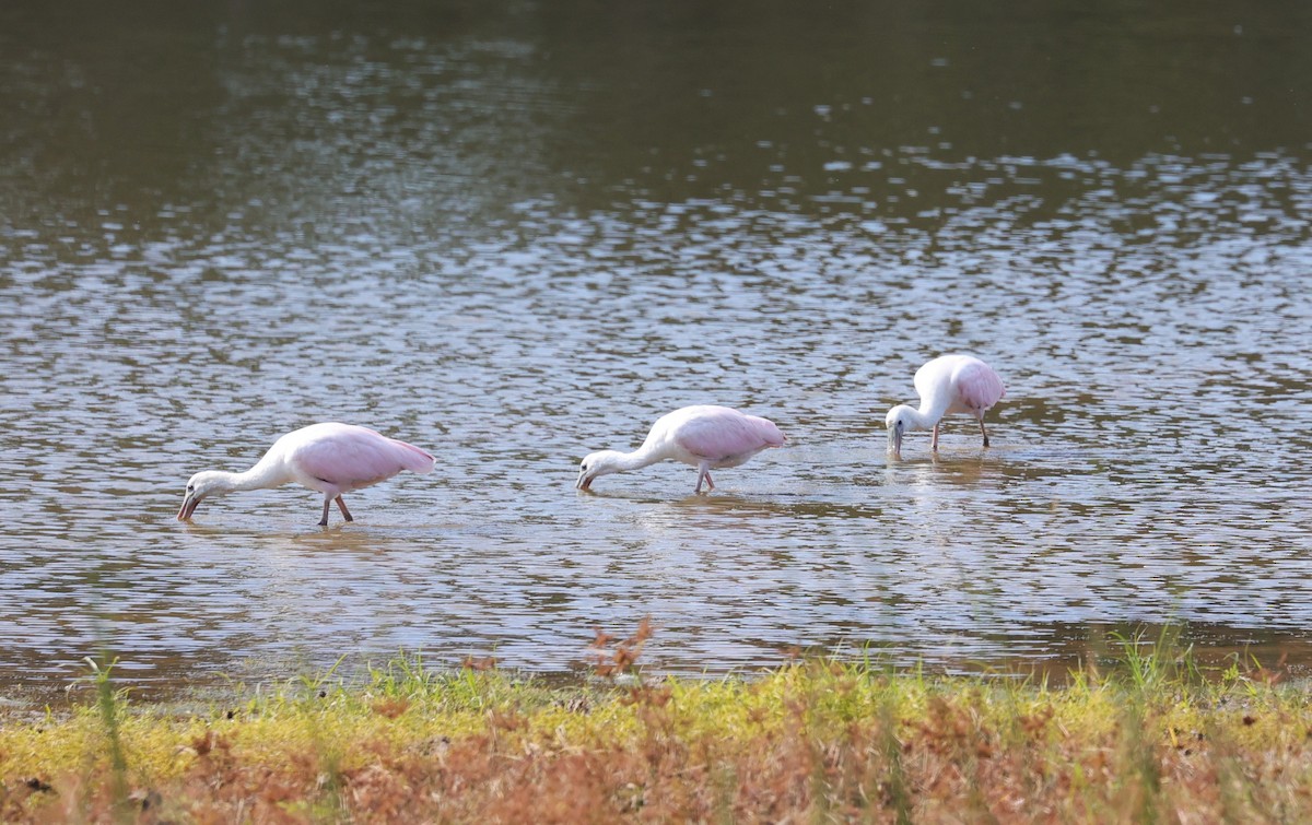 Roseate Spoonbill - ML644571538