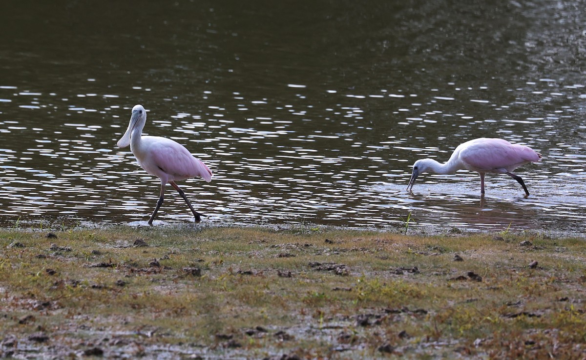 Roseate Spoonbill - ML644571540