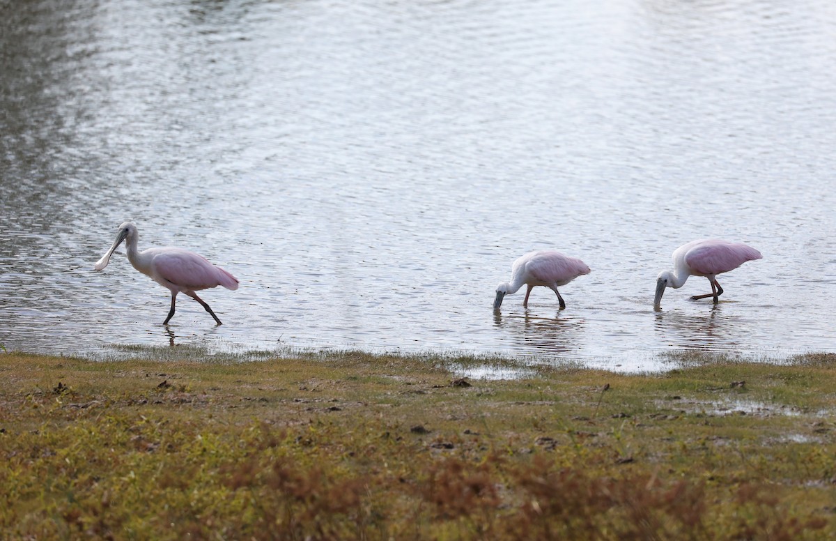 Roseate Spoonbill - ML644571541