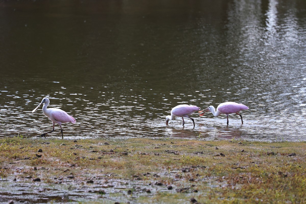Roseate Spoonbill - ML644571542