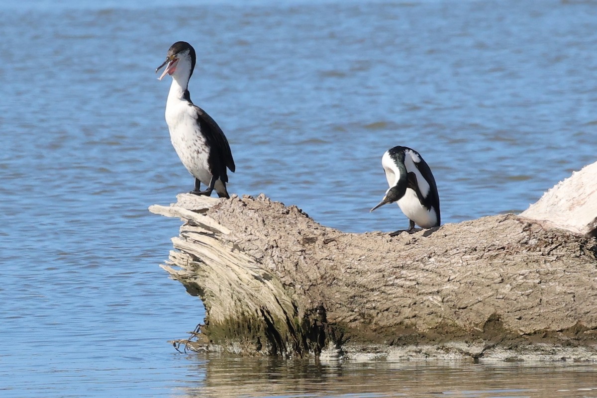 Pied Cormorant - ML644571544