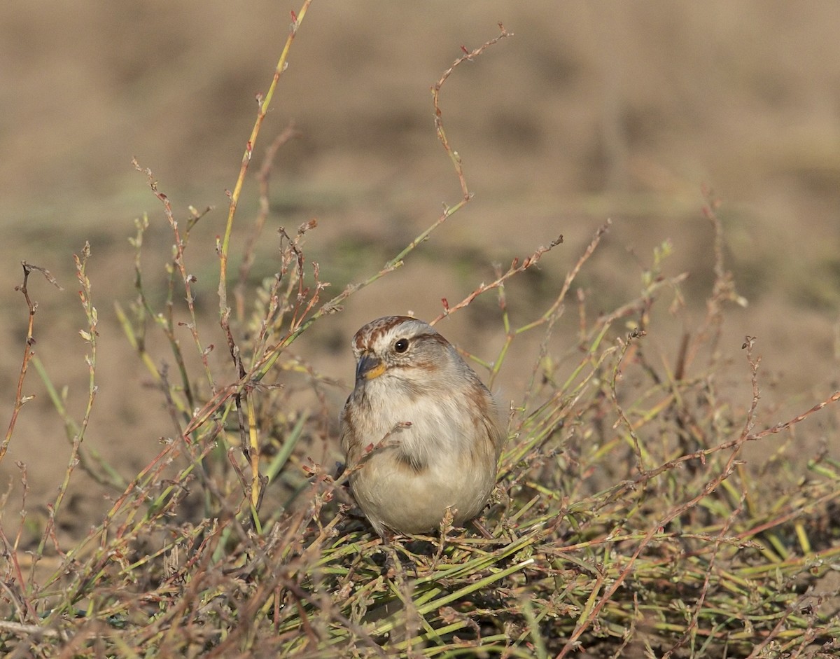 American Tree Sparrow - ML644571545