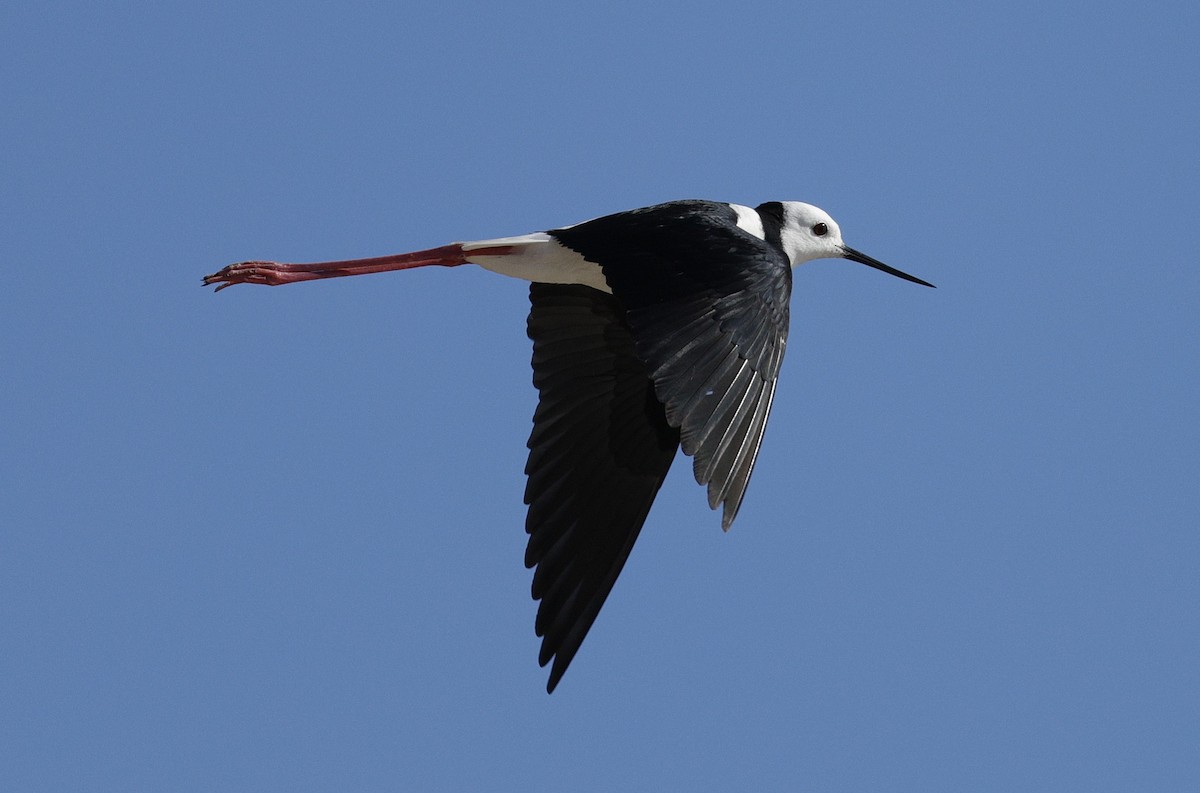 Ak Başlı Uzunbacak - ML644571555