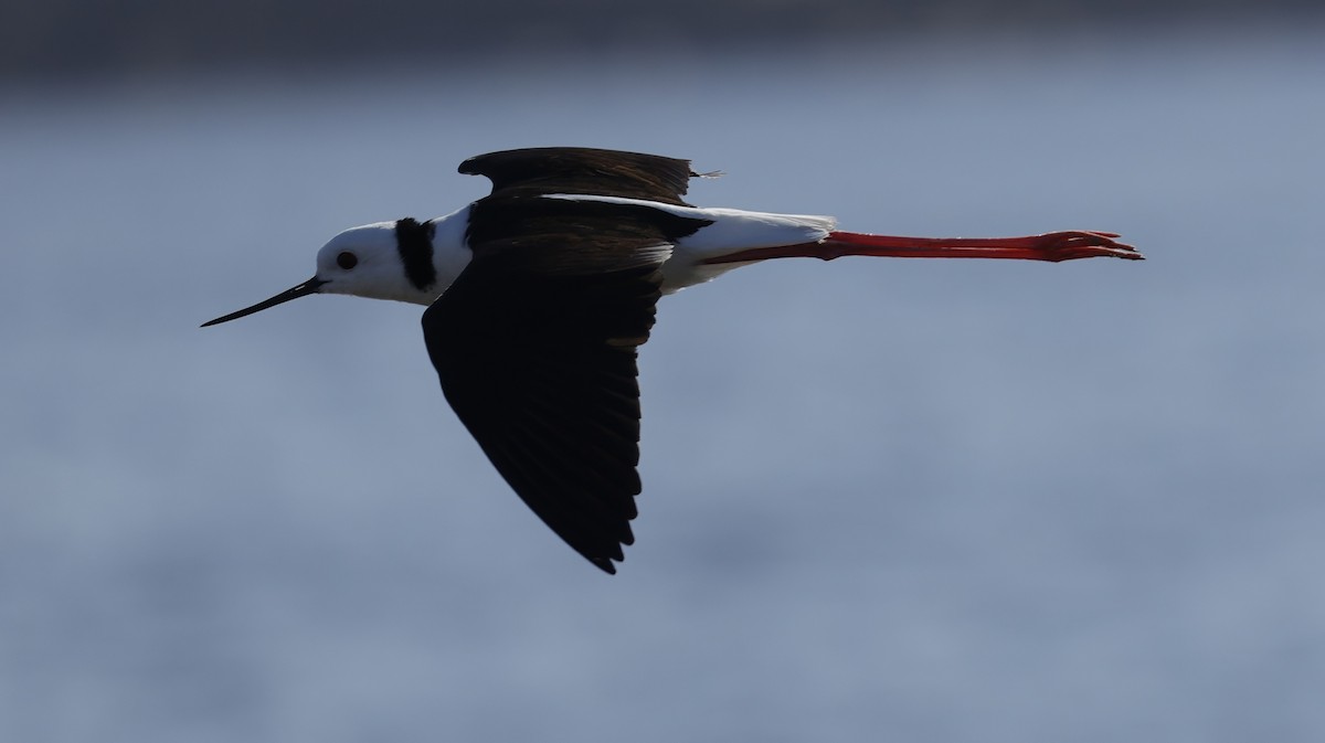 Ak Başlı Uzunbacak - ML644571556