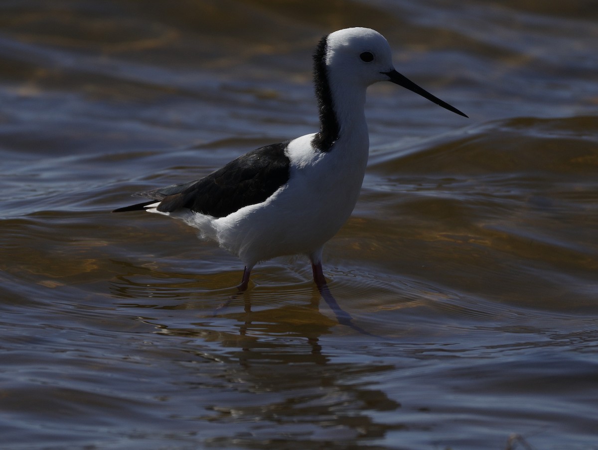 Ak Başlı Uzunbacak - ML644571557