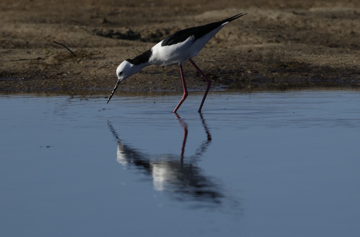 Ak Başlı Uzunbacak - ML644571558