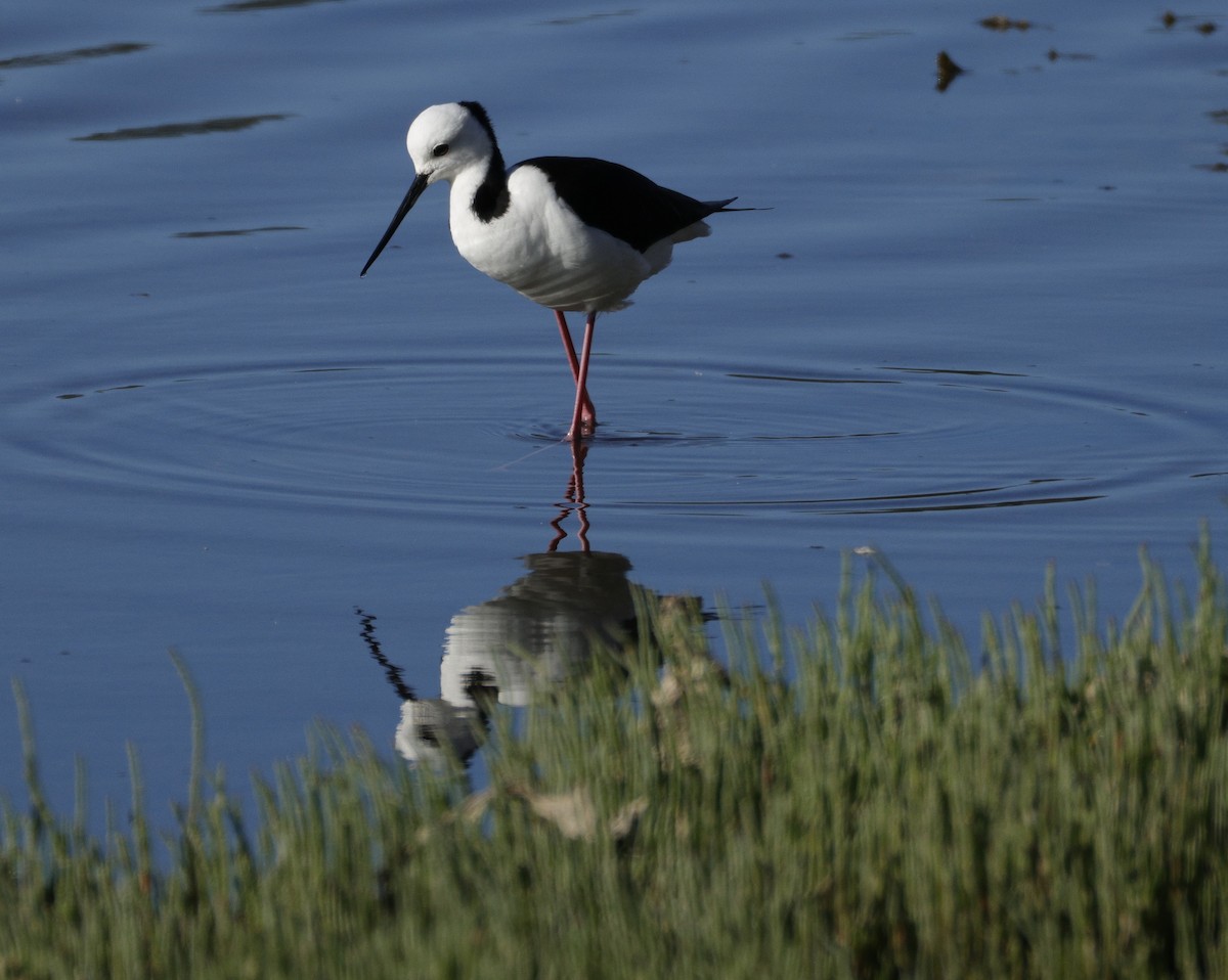 Ak Başlı Uzunbacak - ML644571559