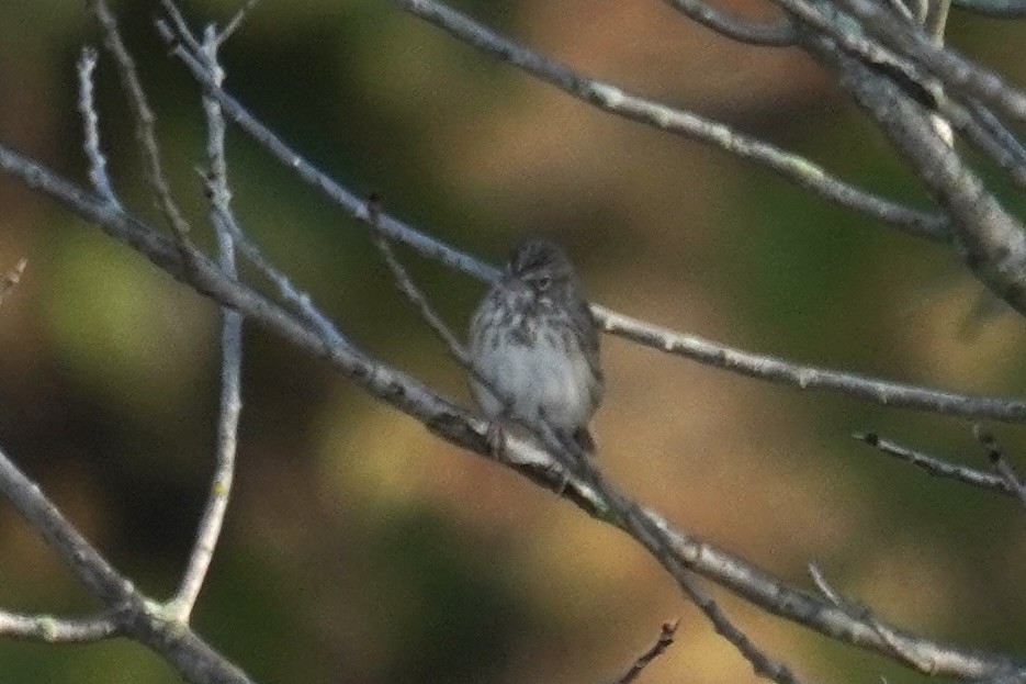 Vesper Sparrow - ML644571561