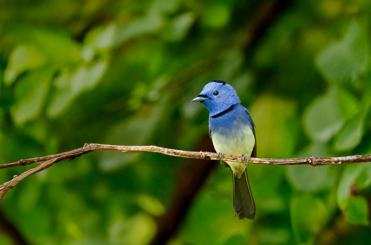 svartnakkemonark - ML644571562