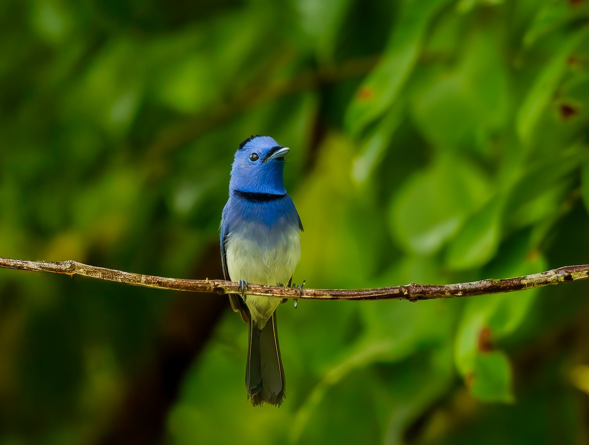 svartnakkemonark - ML644571563