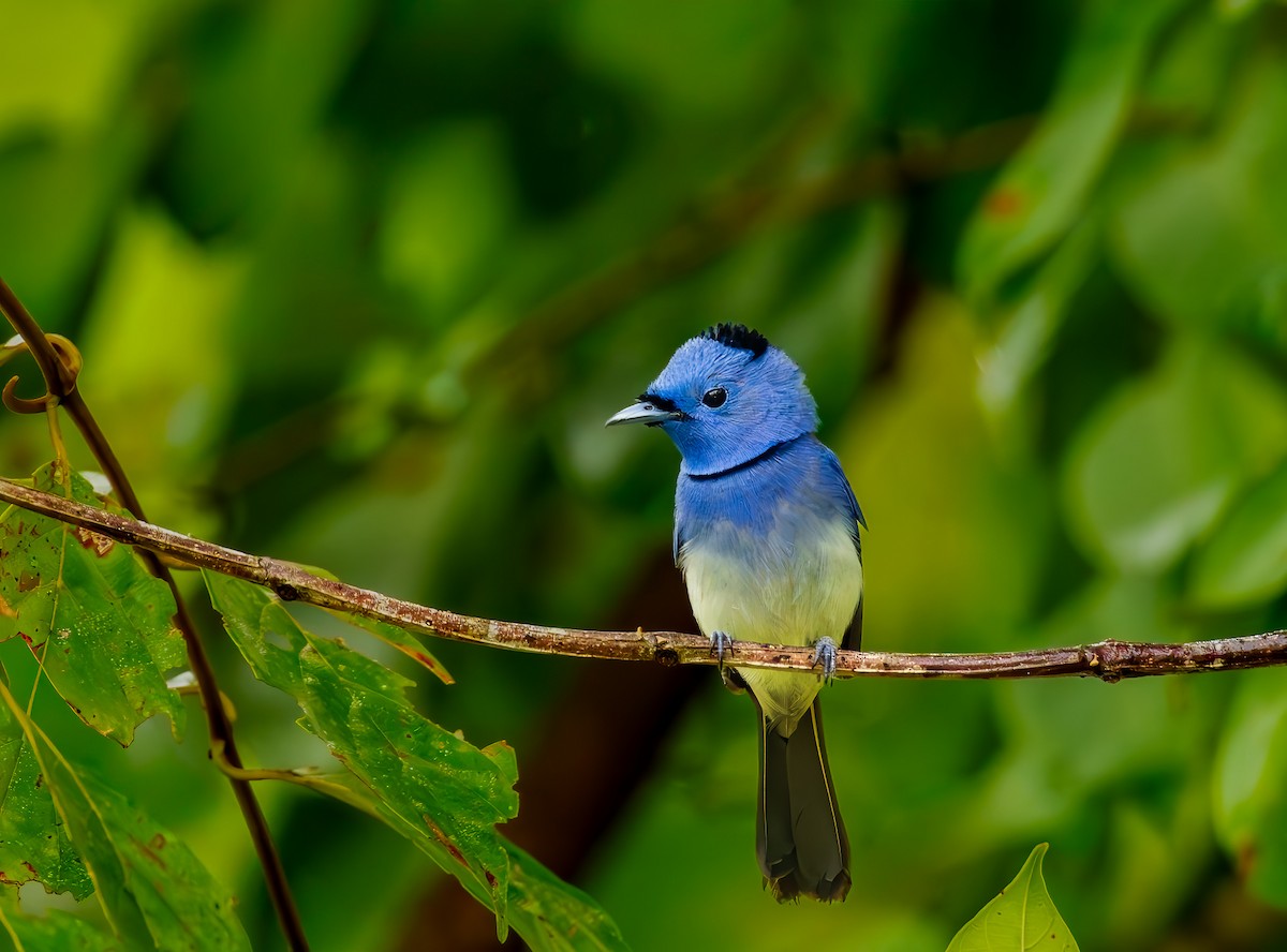 svartnakkemonark - ML644571565