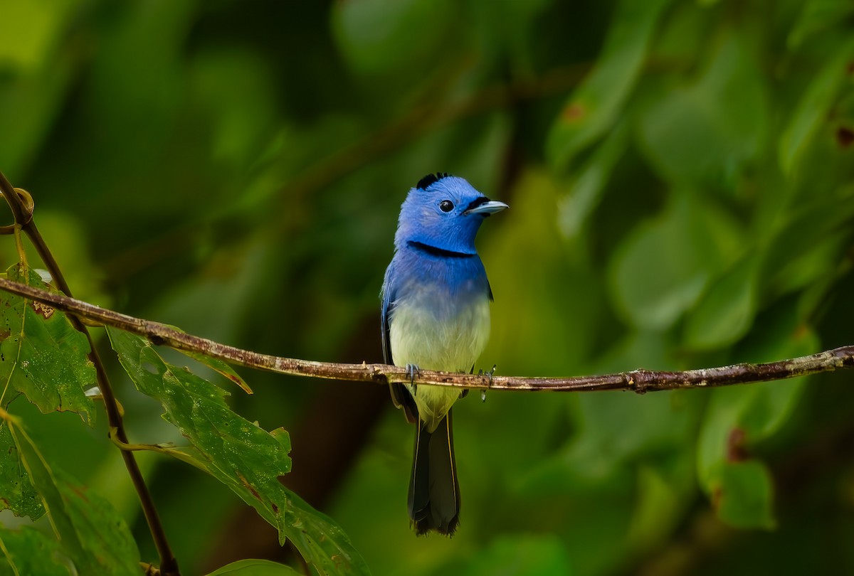 svartnakkemonark - ML644571566