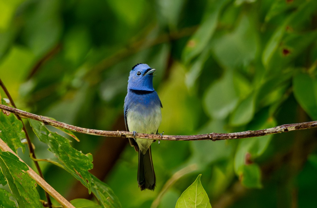 svartnakkemonark - ML644571567