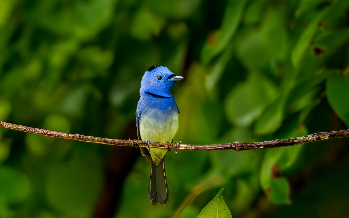 svartnakkemonark - ML644571568