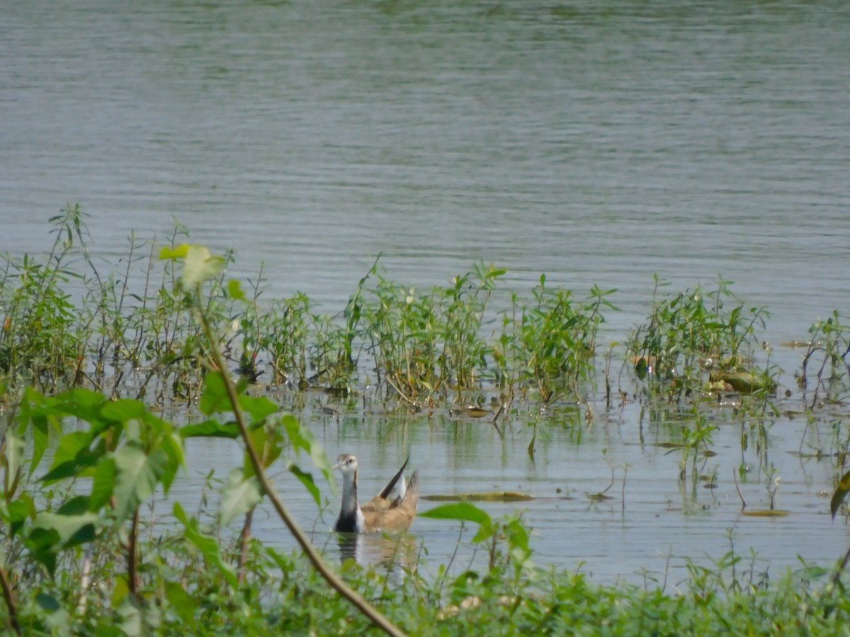 Фазанохвостая якана - ML644571587