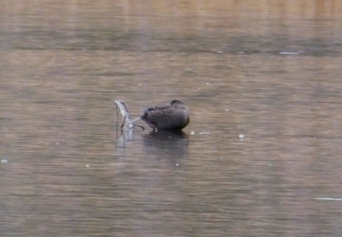 kachna tmavá - ML644571589