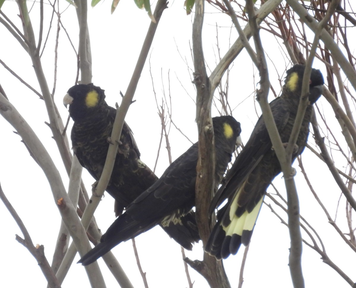 キイロオクロオウム - ML644571590