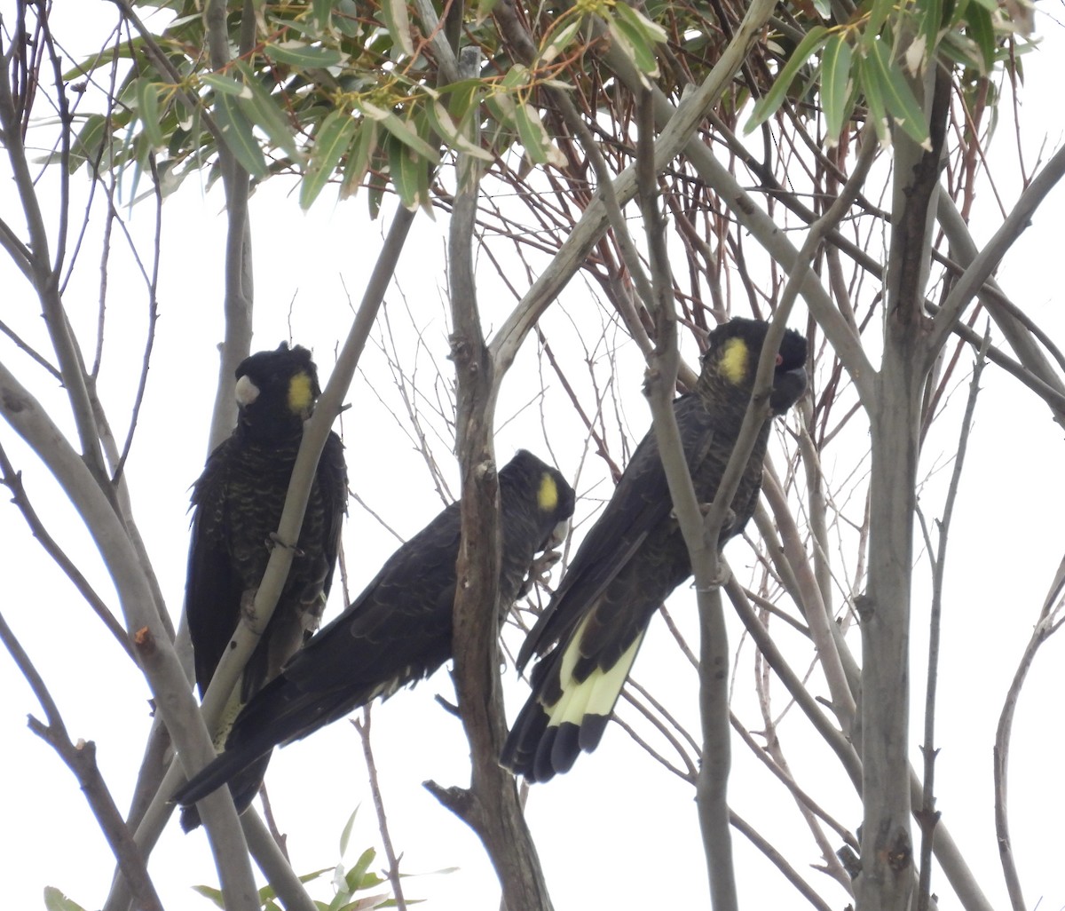 キイロオクロオウム - ML644571591