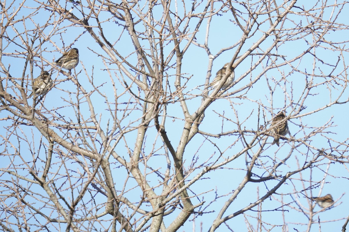 Purple Finch - ML644571593