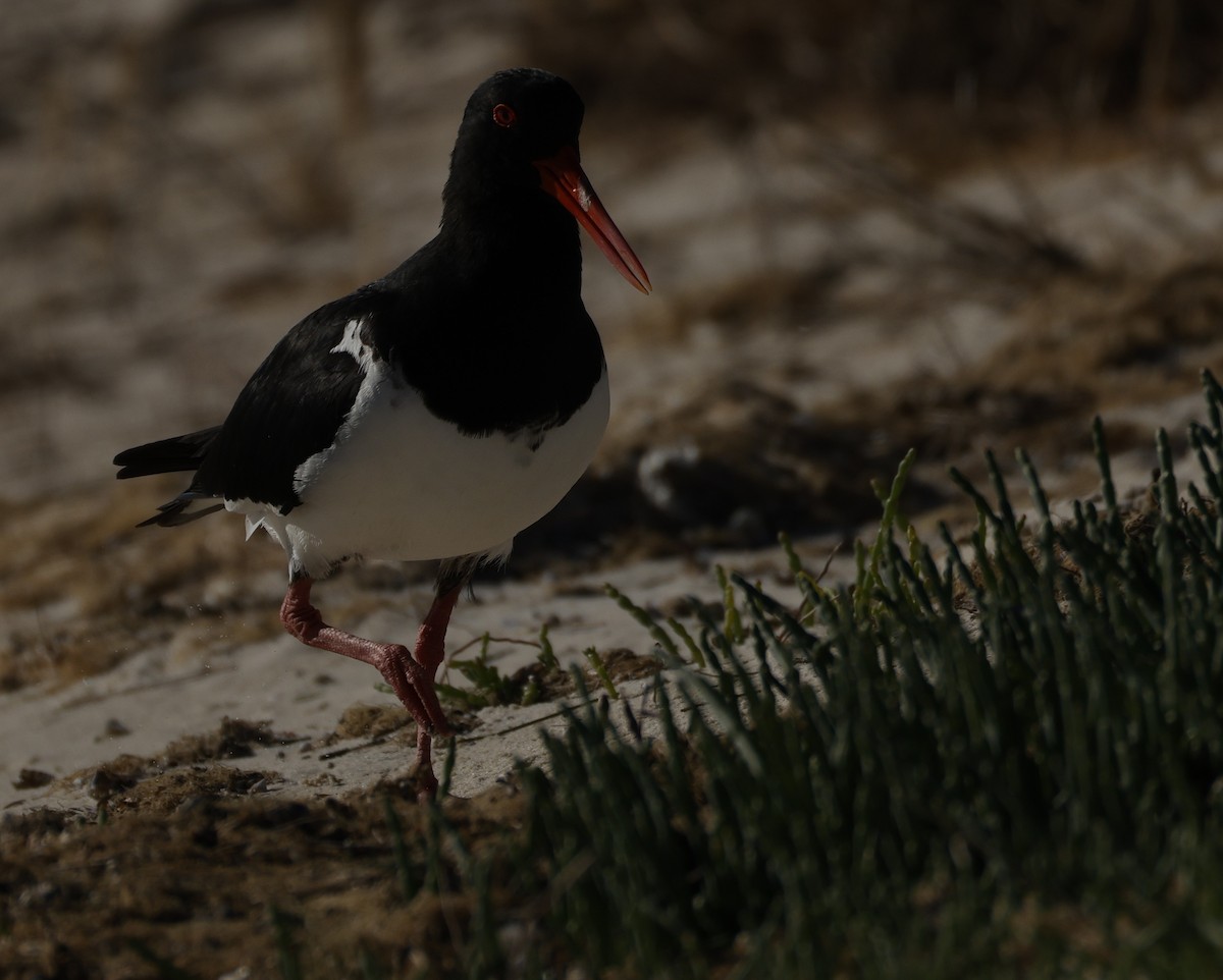 ústřičník dlouhozobý - ML644571598