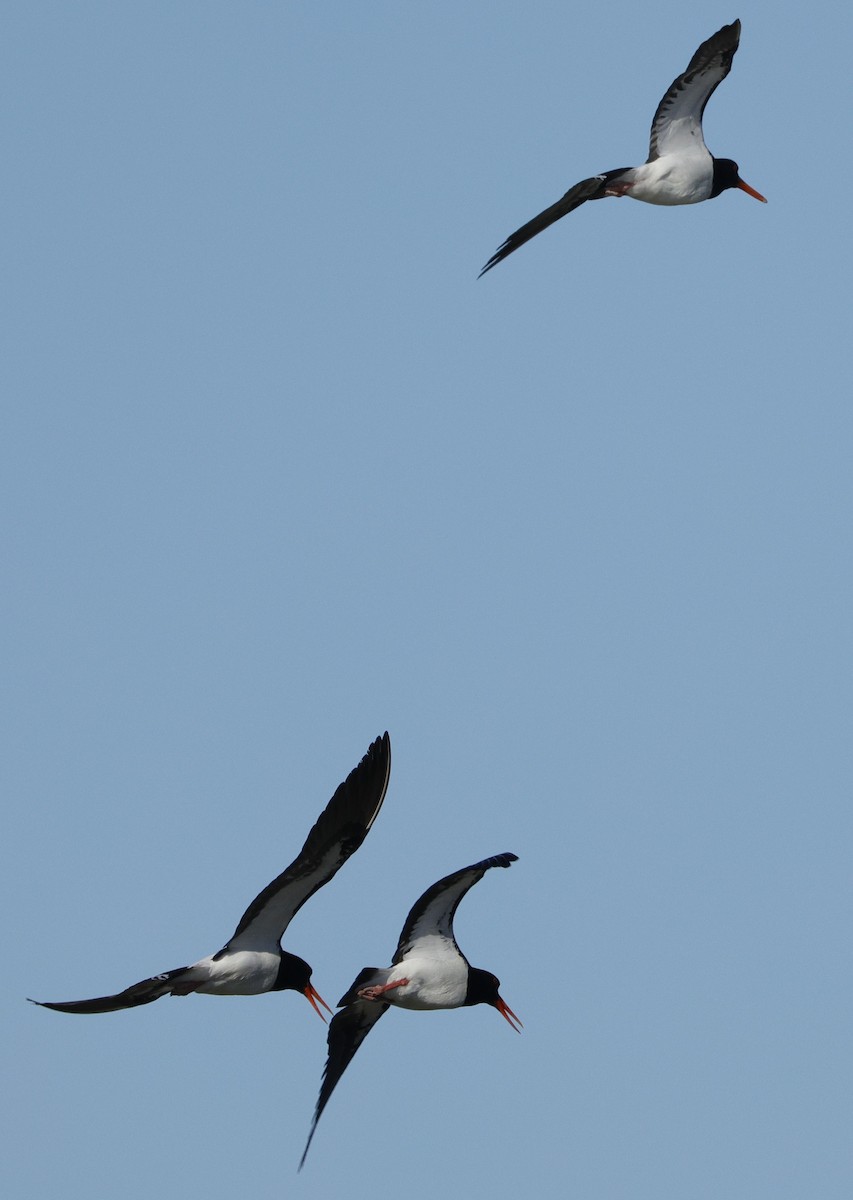 ústřičník dlouhozobý - ML644571599