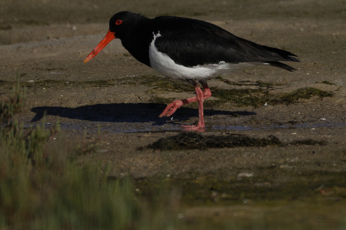 ústřičník dlouhozobý - ML644571600