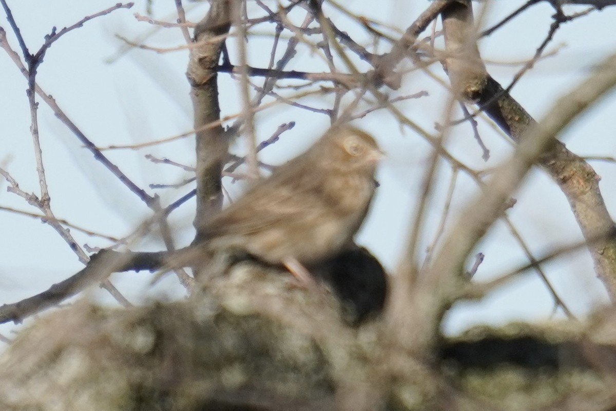 Vesper Sparrow - ML644571603