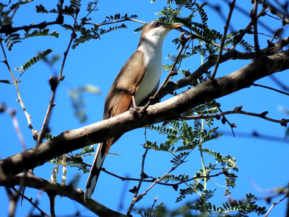 キバシカッコウ - ML644571606