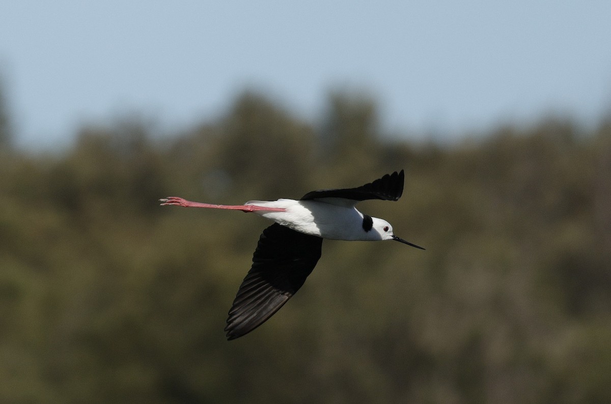 Ak Başlı Uzunbacak - ML644571607