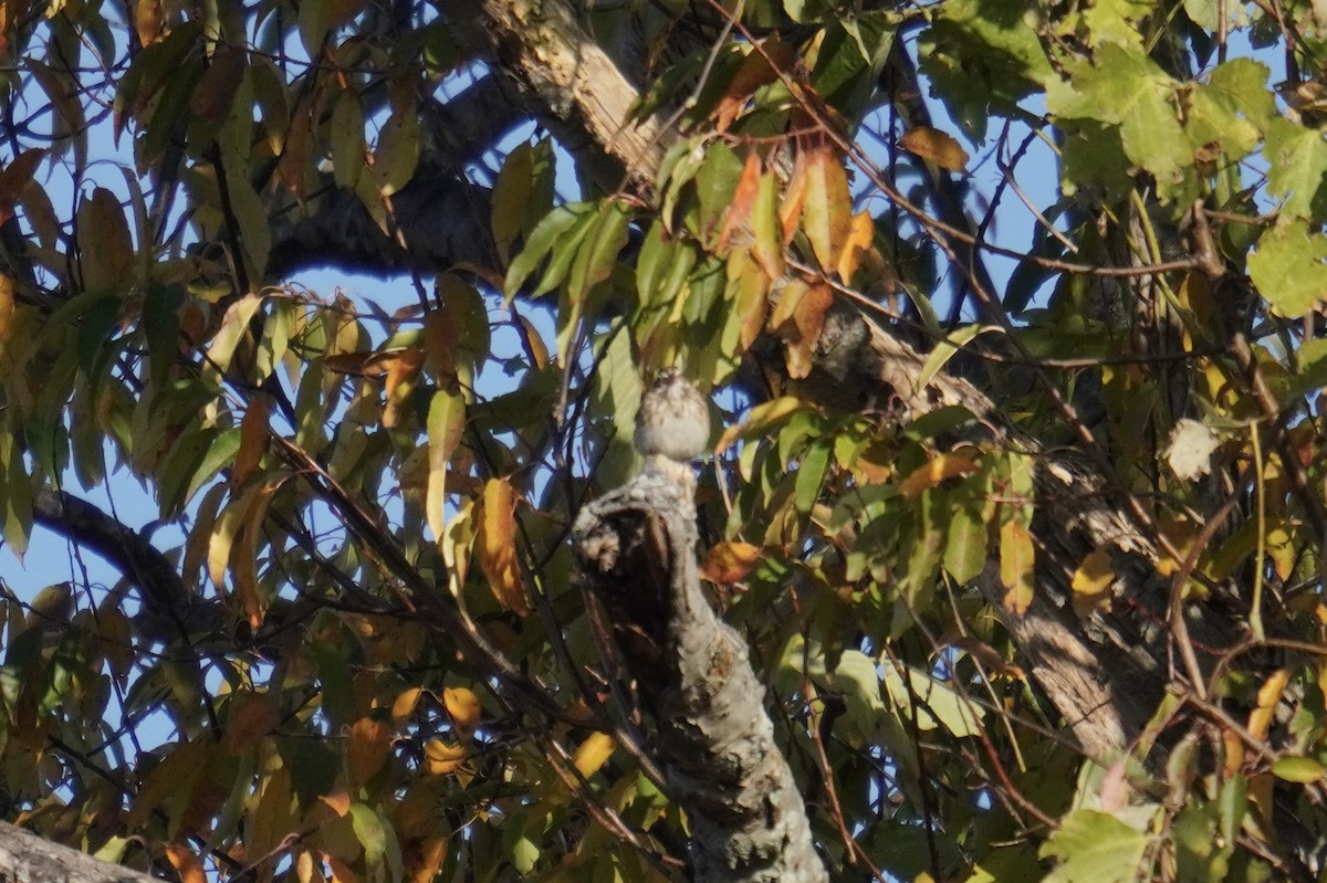 Vesper Sparrow - ML644571608